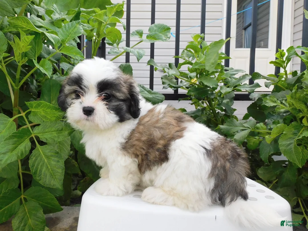 Teddy Bear dogs for sale: Parker - Ad 5