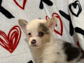 Welsh Corgi Pembroke dogs Jack - Ad 3