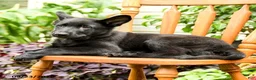 German Shepherd dogs for sale: Greta - Ad 3