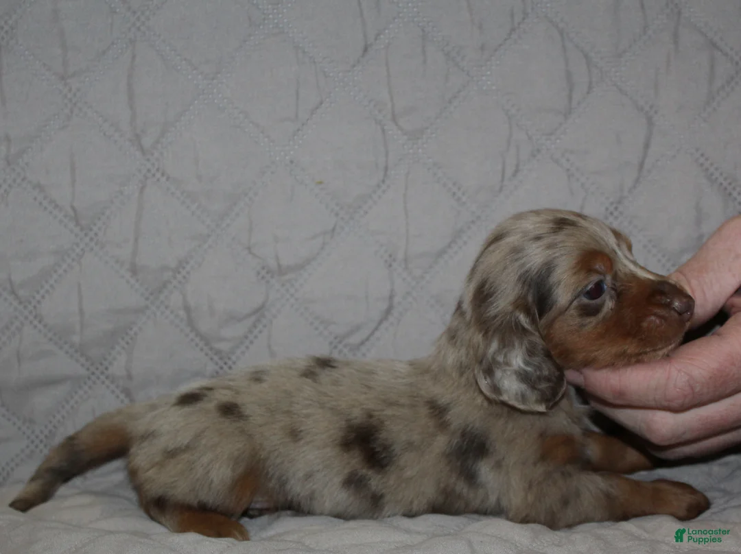 Miniature Dachshund dogs for sale: Milo - Ad 2