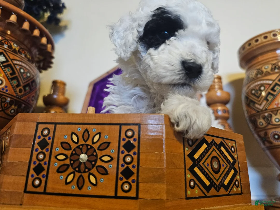 Mini Goldendoodle dogs for sale: Aspen - Ad 4