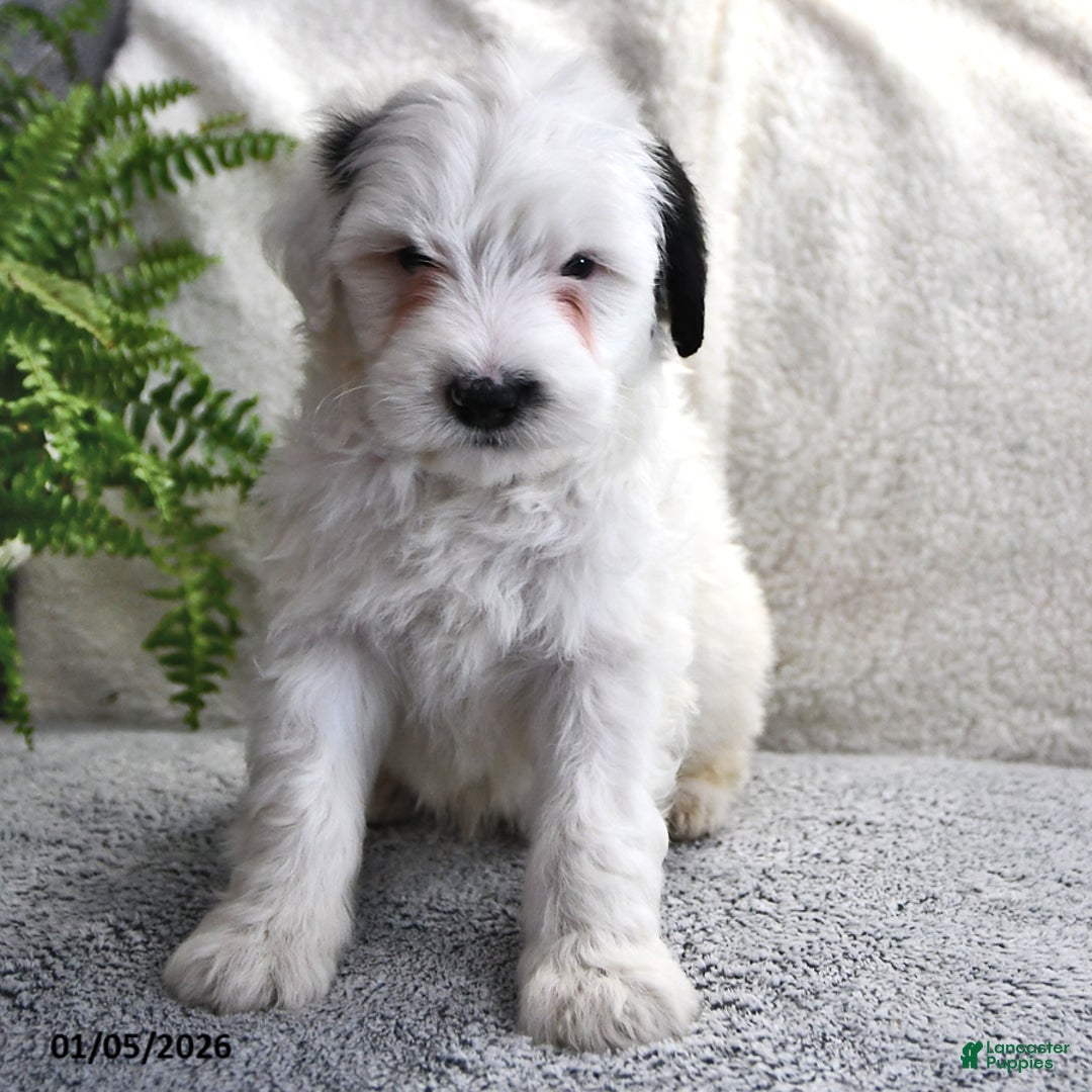 Portuguese Water Dog dogs for sale: Dream  - Ad 6