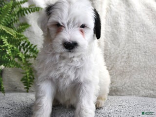 Portuguese Water Dog dogs Dream - Ad 14