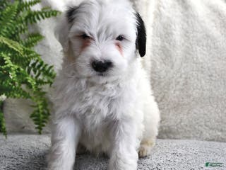 Portuguese Water Dog dogs Dream - Ad 5