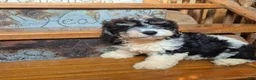 Cavapoochon dogs for sale: Cavapoochon 1 - Ad 4