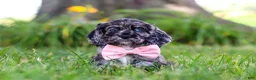 Cocker Spaniel dogs for sale: Gabby - Ad 4