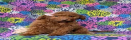 Mini Goldendoodle dogs for sale: Stella 10 lbs full grown - Ad 3
