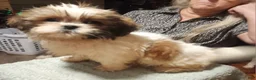 Shih Tzu dogs for sale: Jess - Ad 5