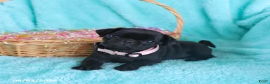 Bella  