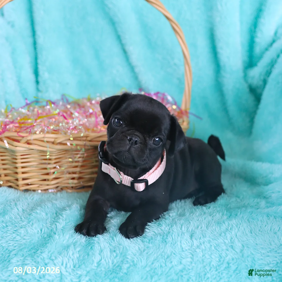 Pug dogs for sale: Bella   - Ad 1