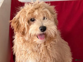 Maltipoo dogs Bently - Ad 15