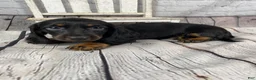 Miniature Dachshund dogs for sale: Coco - Ad 7
