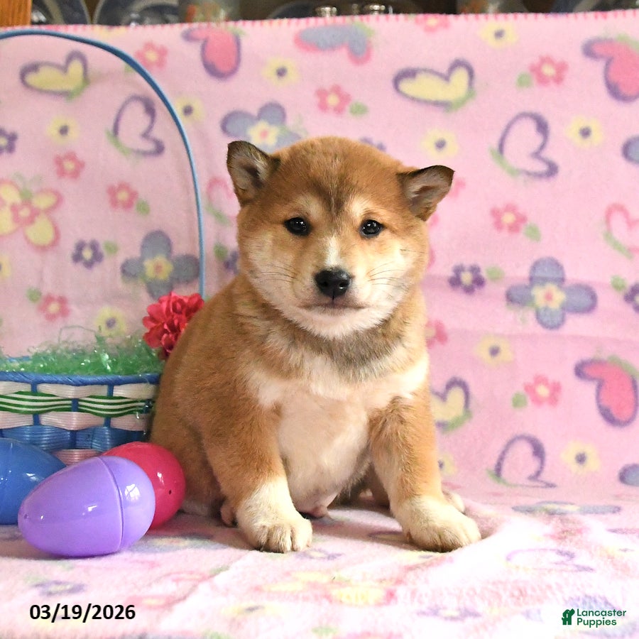 Shiba Inu dogs Duke - Ad 1