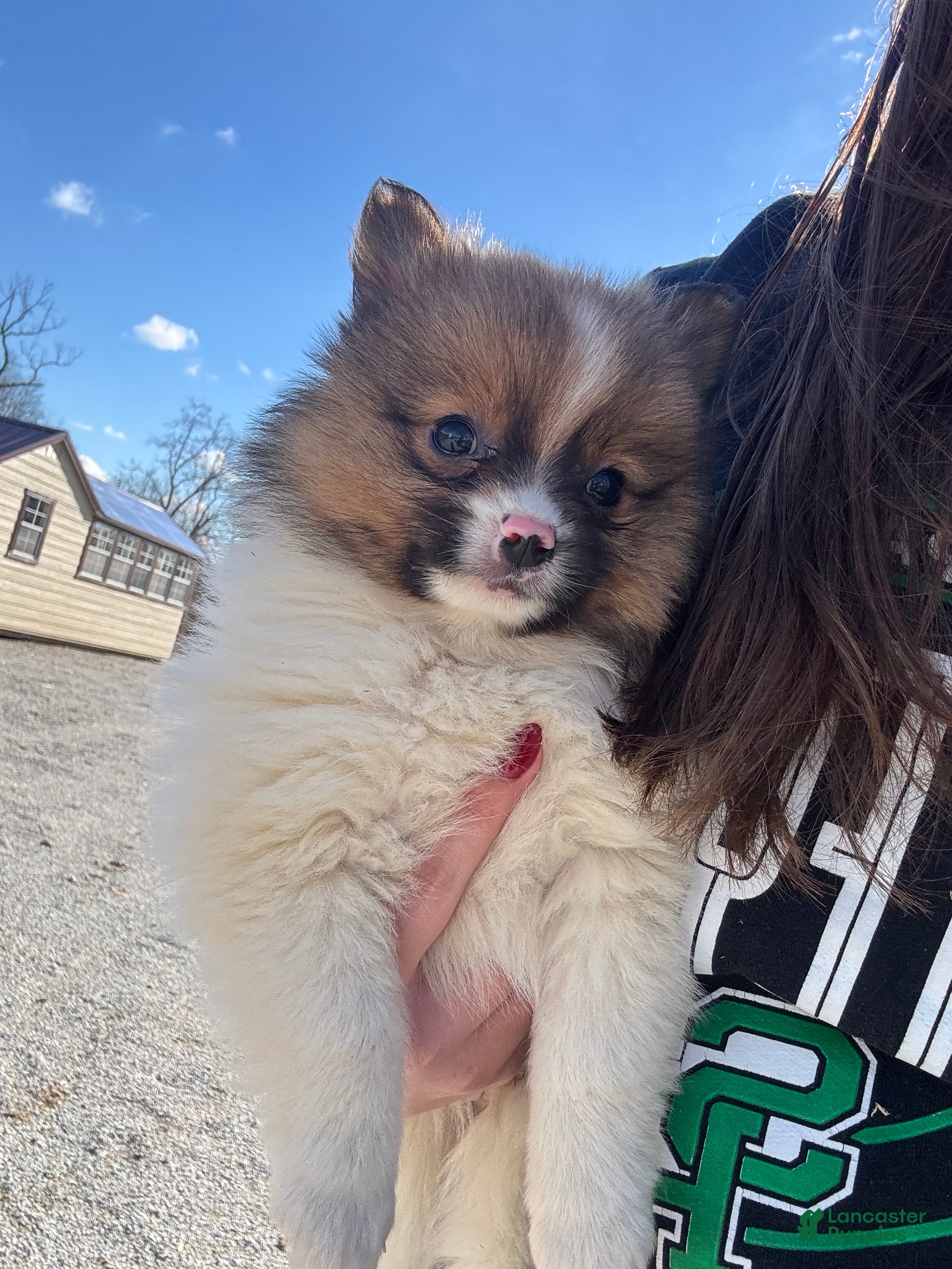 Pomeranian dogs Milo - Ad 20