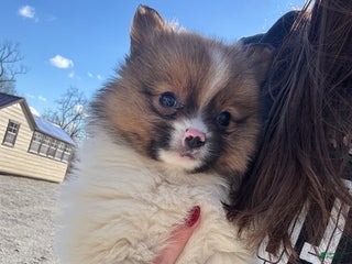 Pomeranian dogs Milo - Ad 41