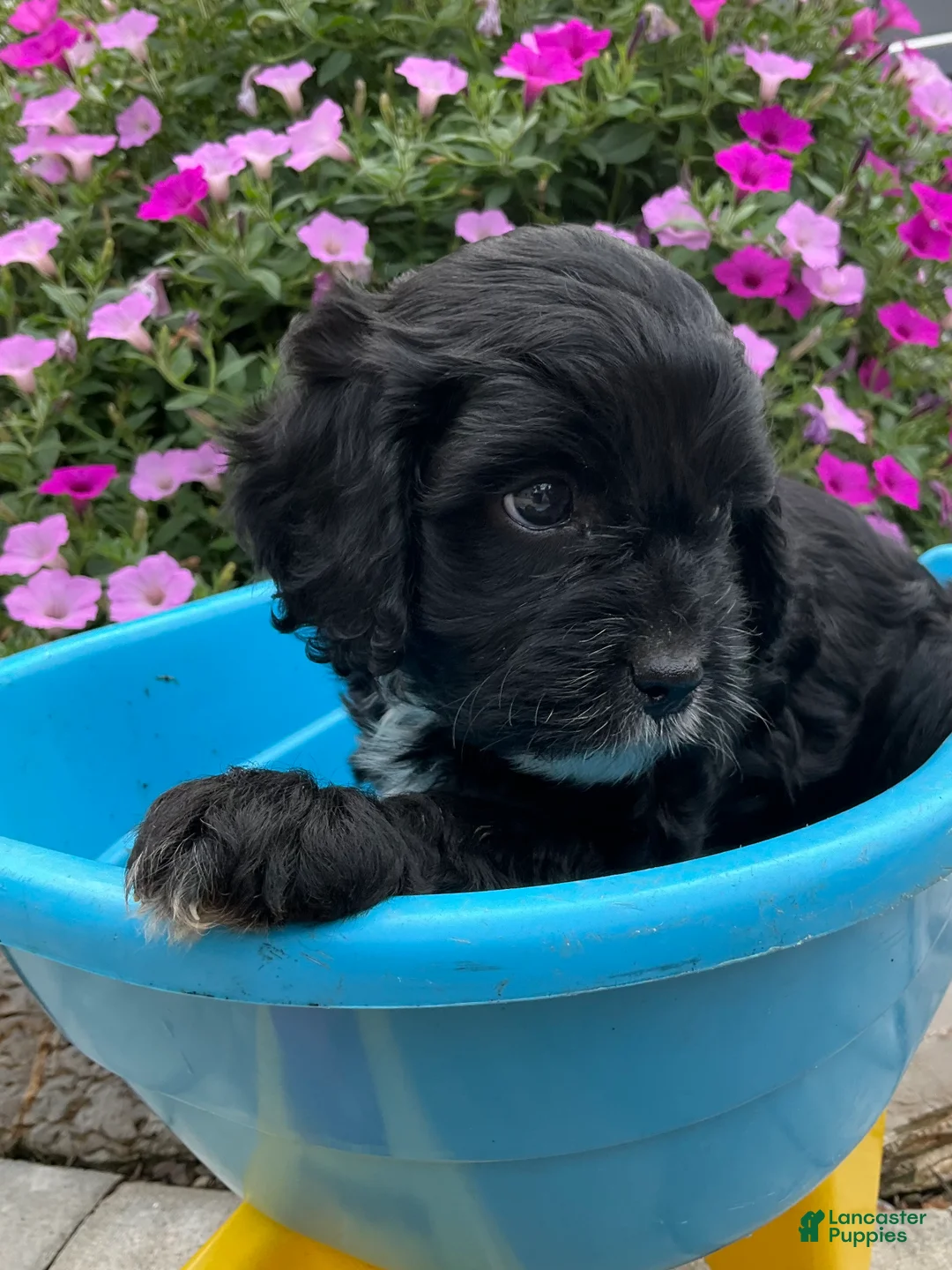 Cavapoo dogs for sale: Princess  - Ad 1