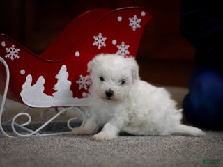 Maltipoo dogs Casper - Ad 24