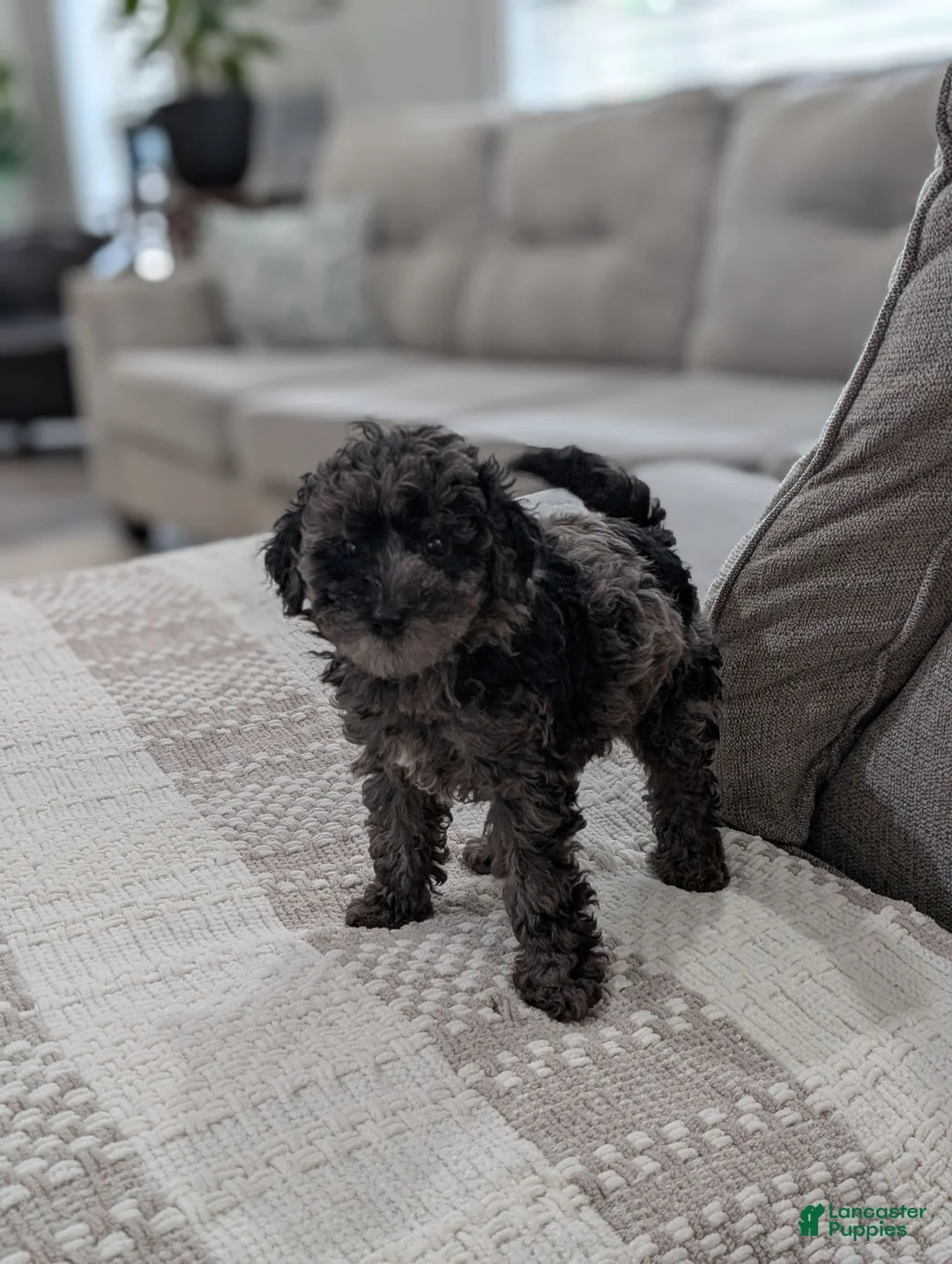 Miniature Poodle dogs for sale: Mcallister  - Ad 6