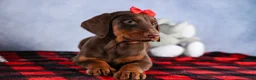 Doberman Pinscher dogs for sale: FRANK - Ad 3