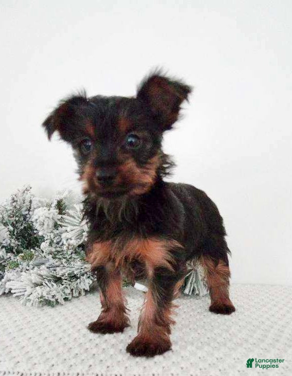 Yorkshire Terrier dogs Jingle - Ad 32