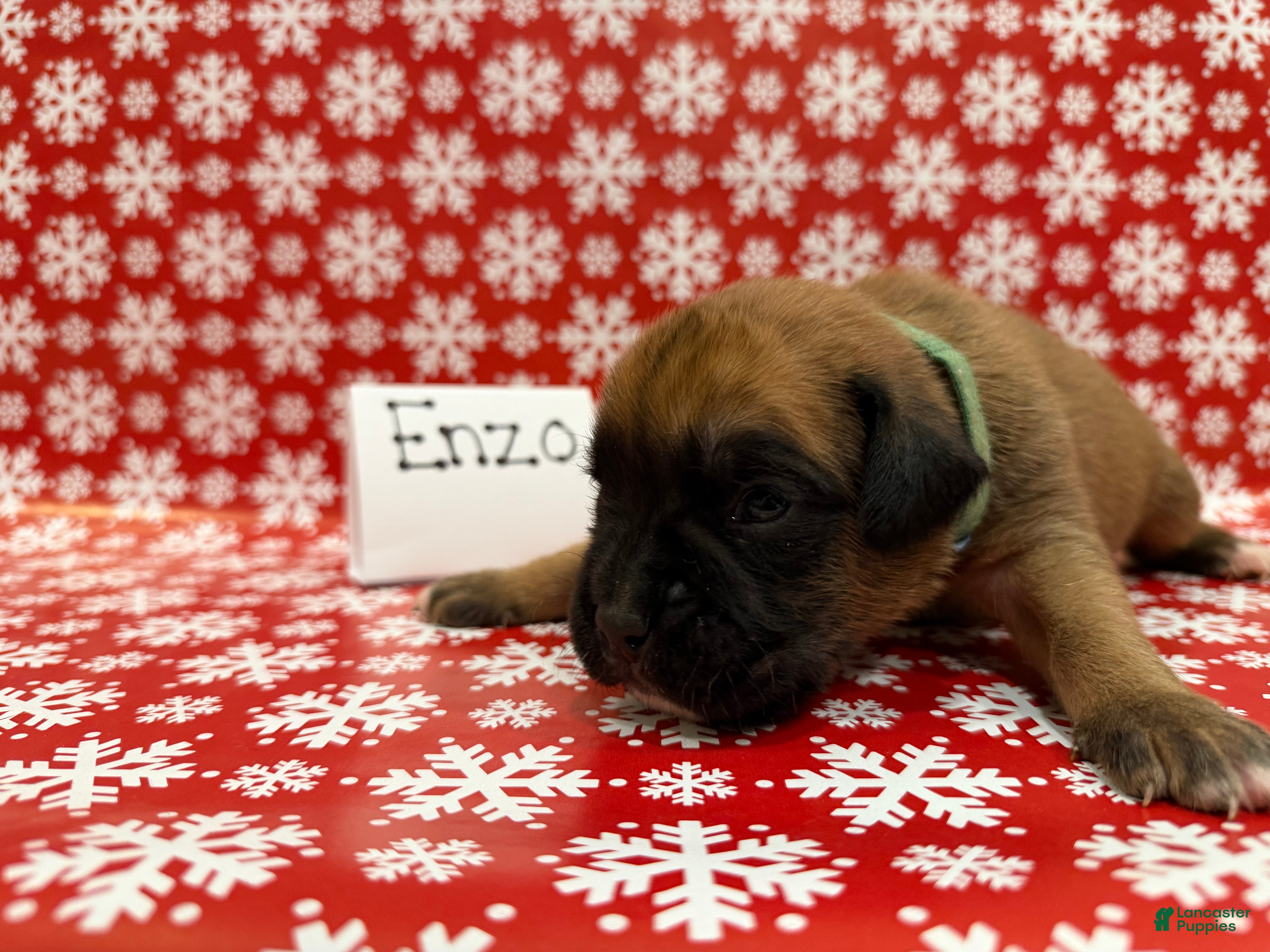 Boxer dogs Enzo - Ad 40