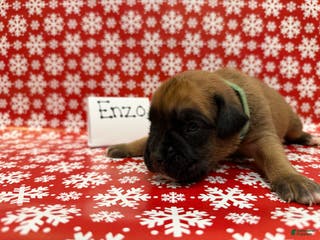 Boxer dogs Enzo - Ad 40