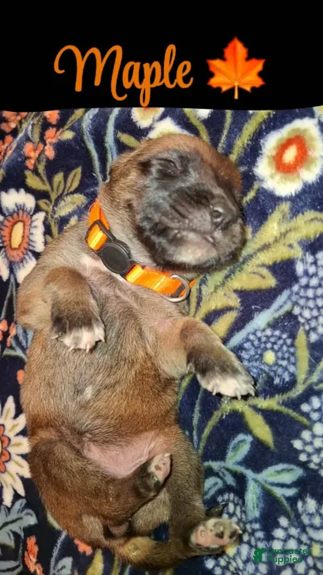 English Mastiff dogs for sale: Maple - Auburn English Mastiff Puppy - Ad 2