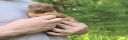 Chiweenie dogs for sale: Foxy - Ad 3