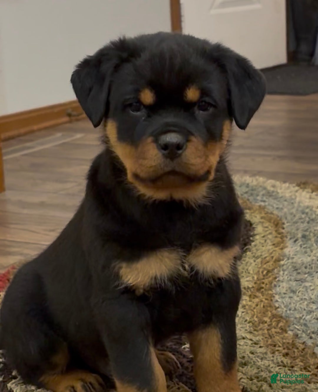 Rottweiler dogs for sale: Rex - Ad 2