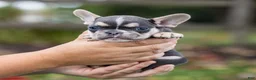 French Bulldog dogs for sale: Colby - Ad 4