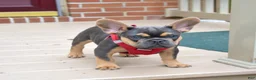 French Bulldog dogs for sale: Peter - Ad 5