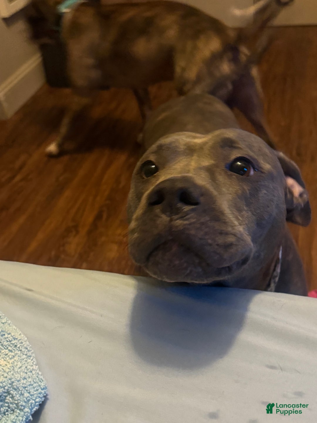 Mixed Breed dogs for sale: Mixed Breed Puppy 1 - Ad 8