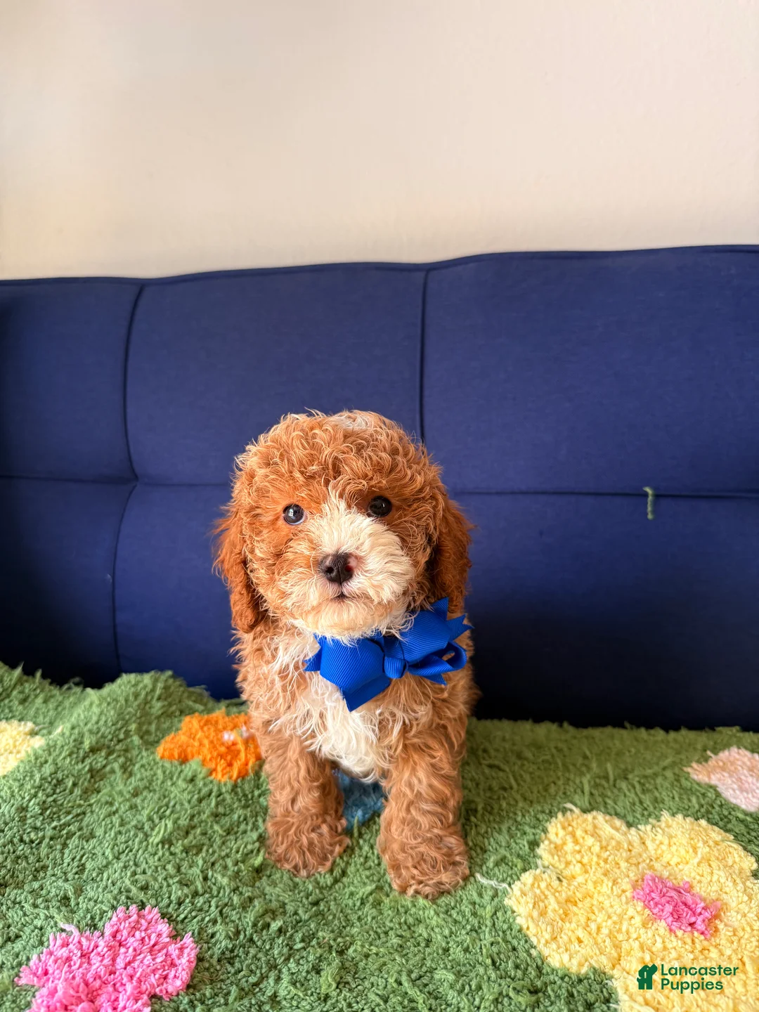 Cavapoo dogs for sale: max - Ad 1