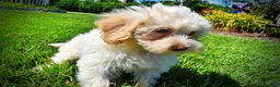 Havapoo dogs for sale: Gabby - Ad 11