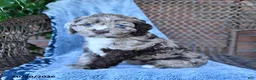 Cockapoo dogs for sale: Sally - Ad 4