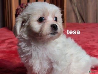 Teddy Bear dogs - Ad 38