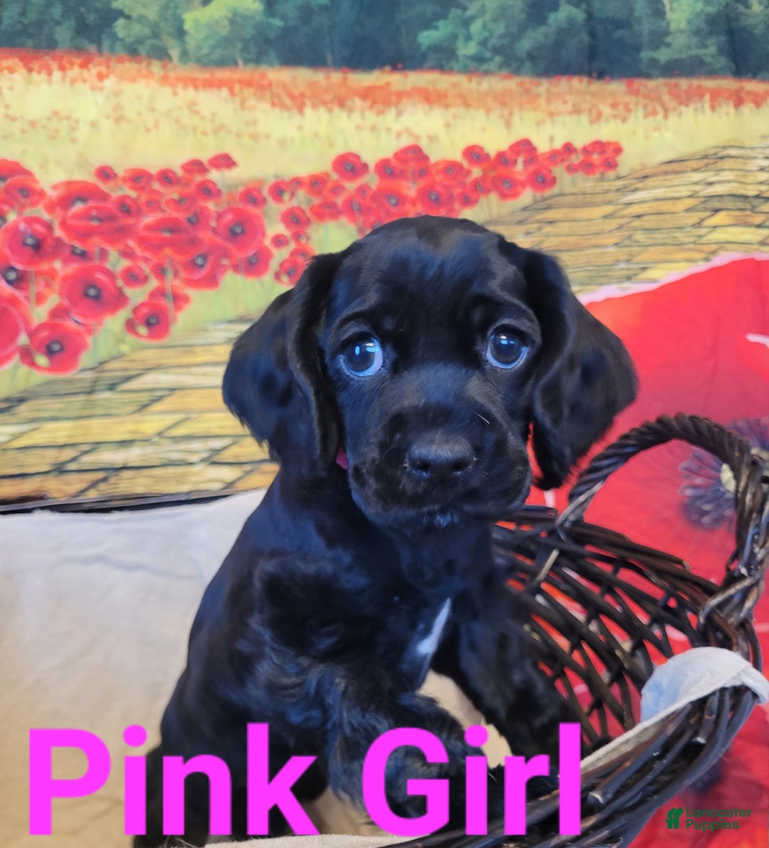 Cockapoo dogs for sale: Pink Girl  - Ad 5