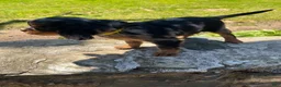 Cavalier King Charles Spaniel dogs for sale: Cavalier King Charles Spaniel 2 - Ad 3