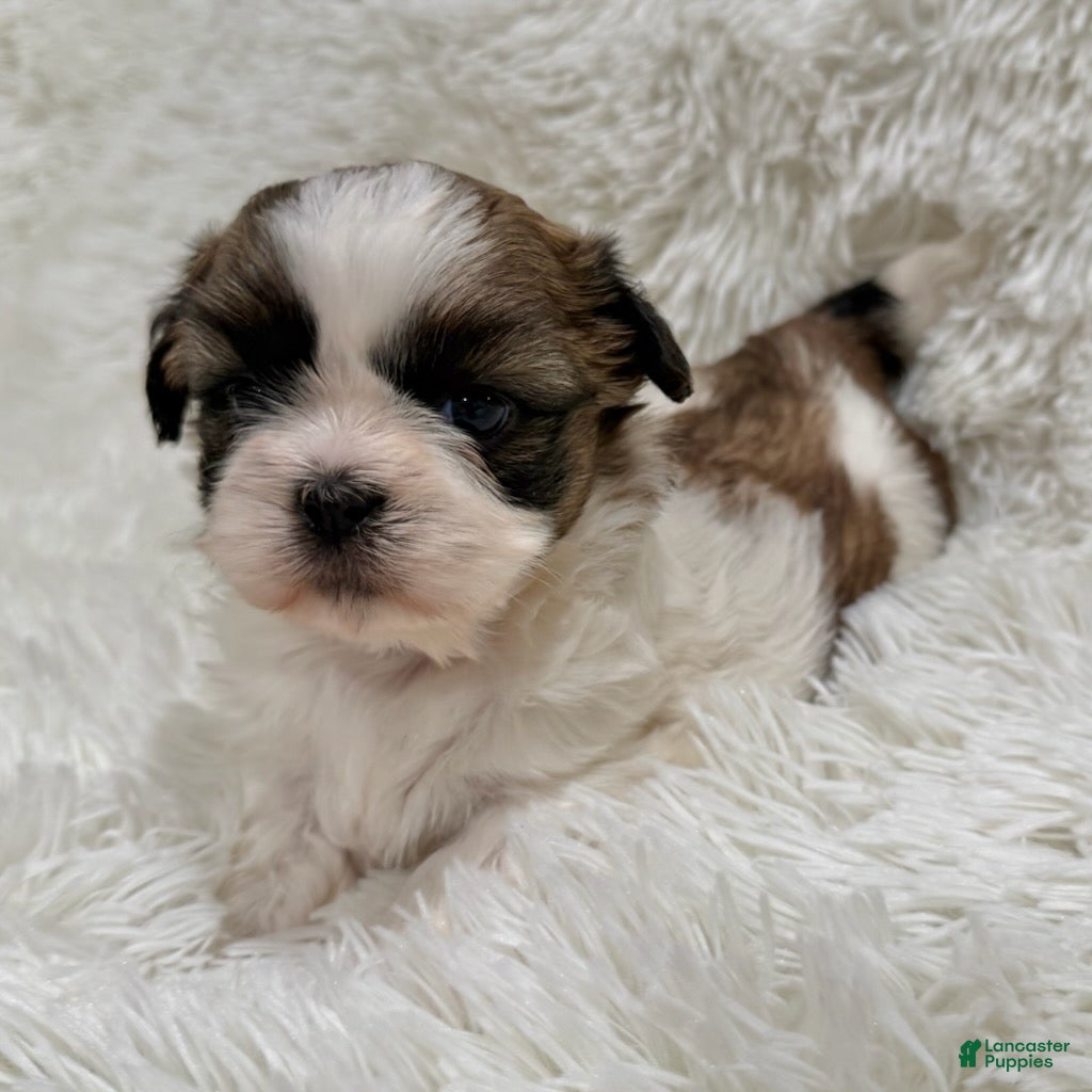 Shih Tzu dogs Maggie - Ad 1