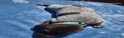 German Shorthaired Pointer dogs for sale: German Shorthaired Pointer Willow - Ad 20