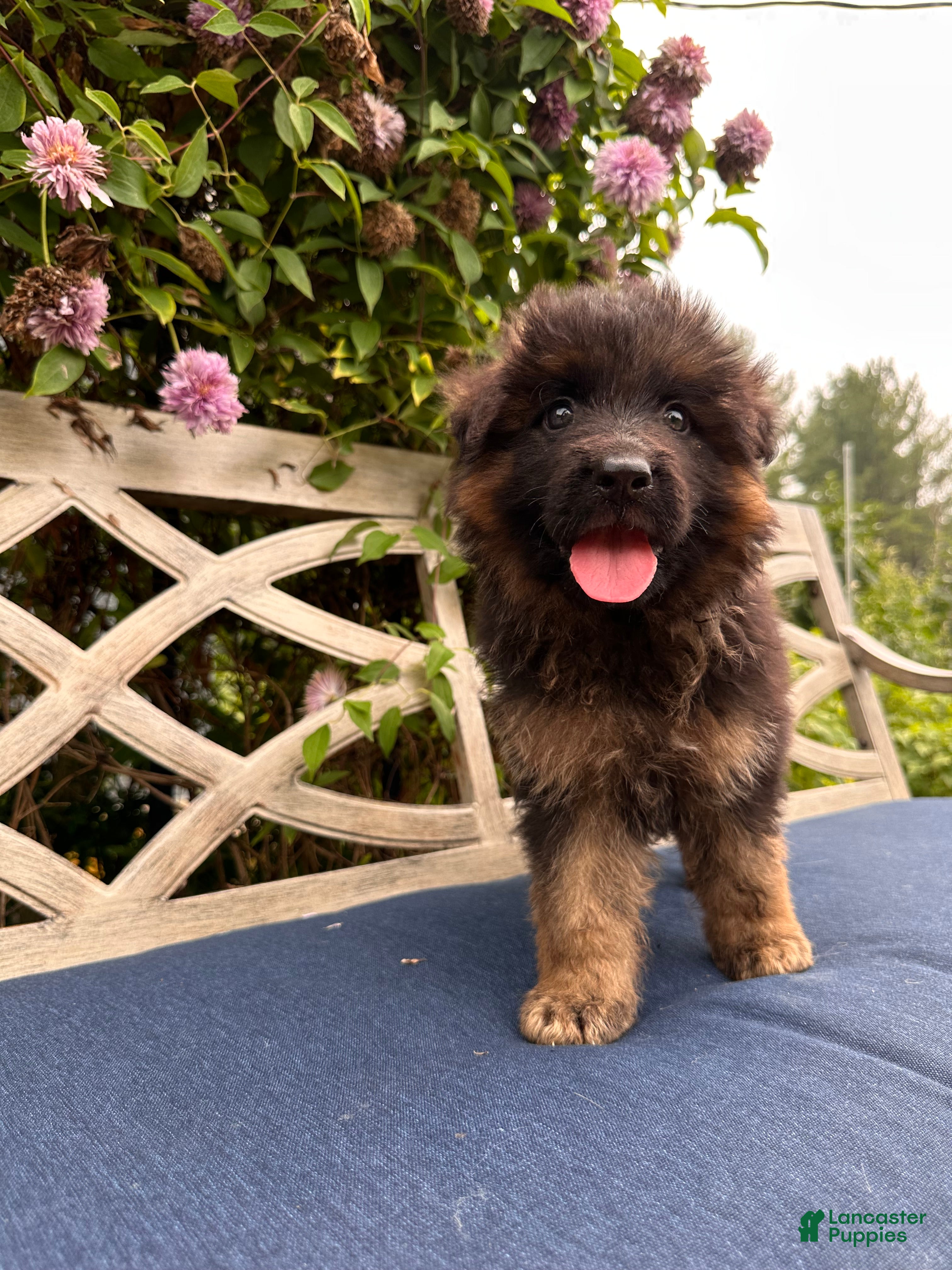 German Shepherd dogs Toby - Ad 1