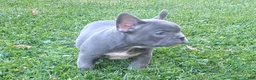French Bulldog dogs for sale: Asher - Ad 6