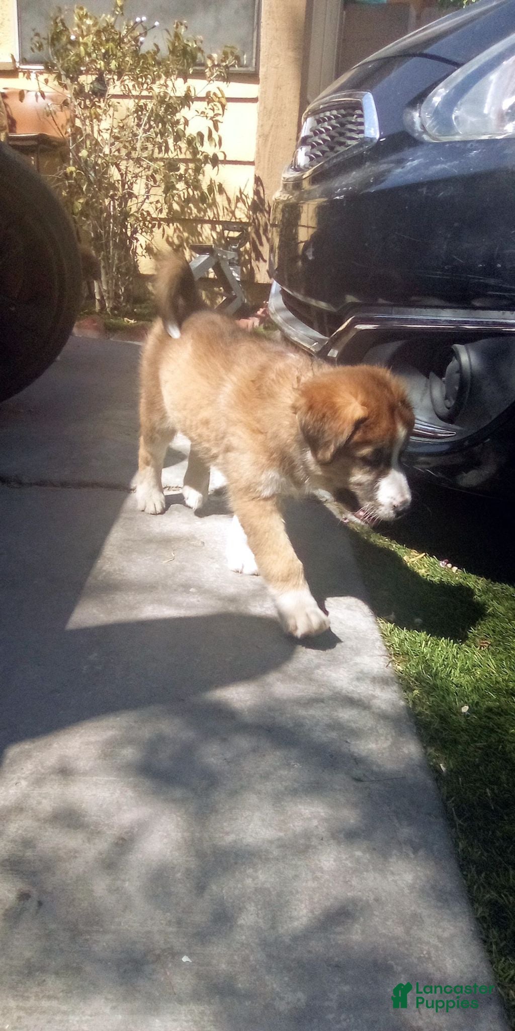 Mixed Breed dogs for sale: Franky - Ad 3