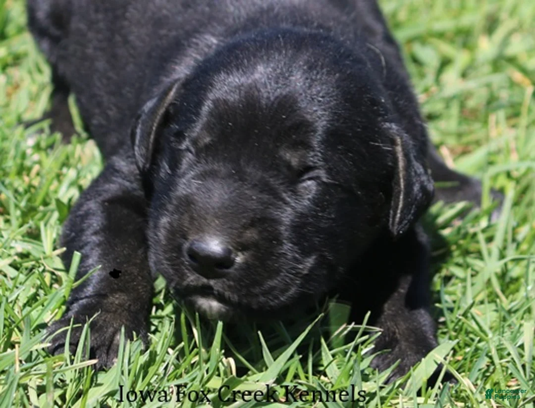 Mixed Breed dogs for sale: Bella - Ad 1