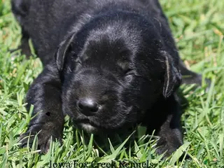 Mixed Breed dogs Bella - Ad 10