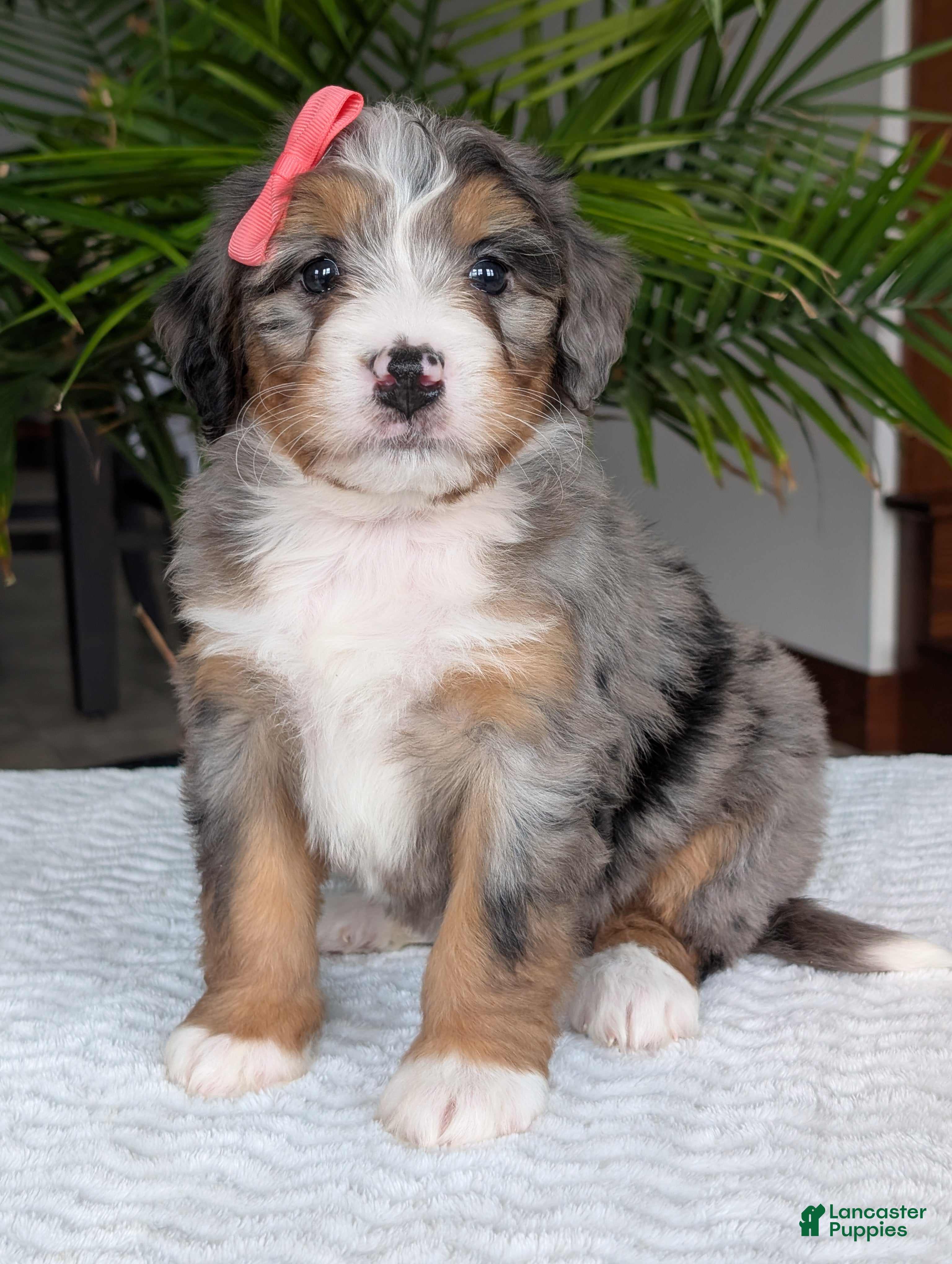 Mini Bernedoodle dogs Mini Pippa  - Ad 1