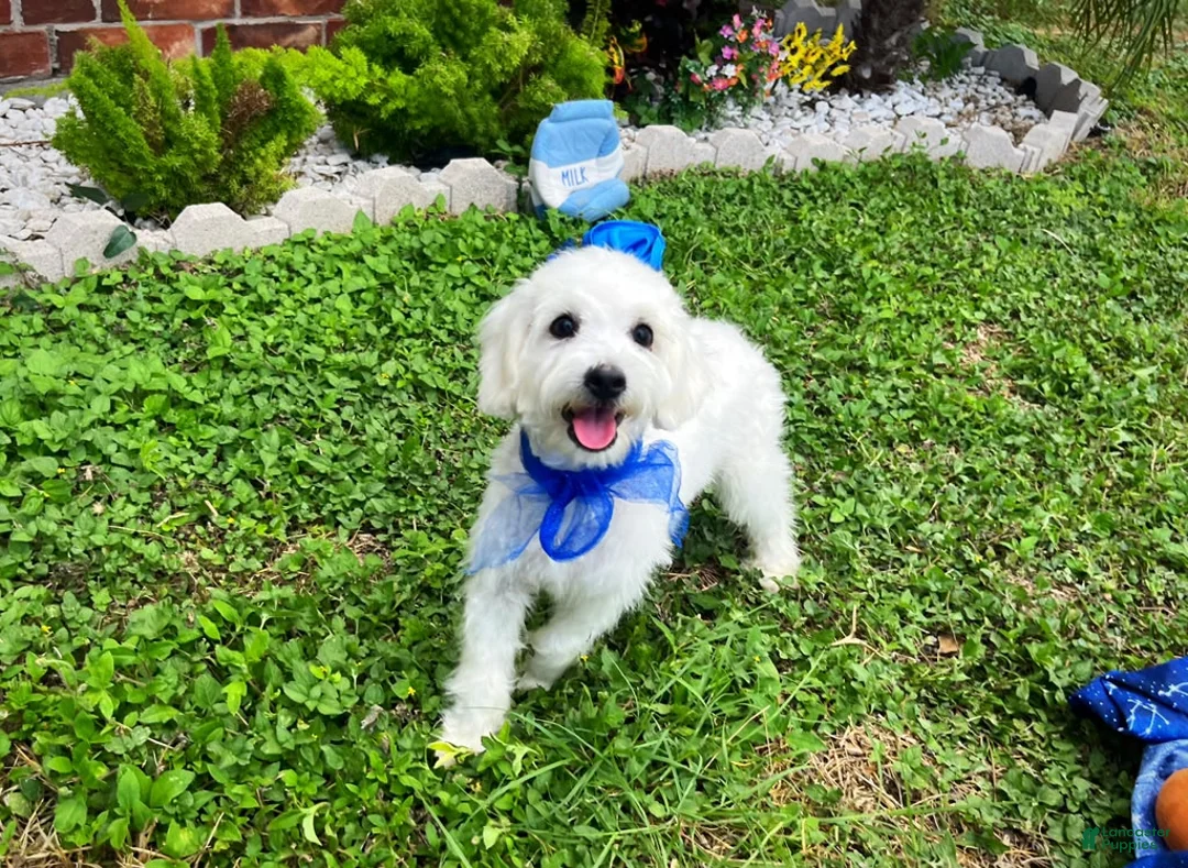 Maltipoo dogs for sale: Bubbles - Ad 1