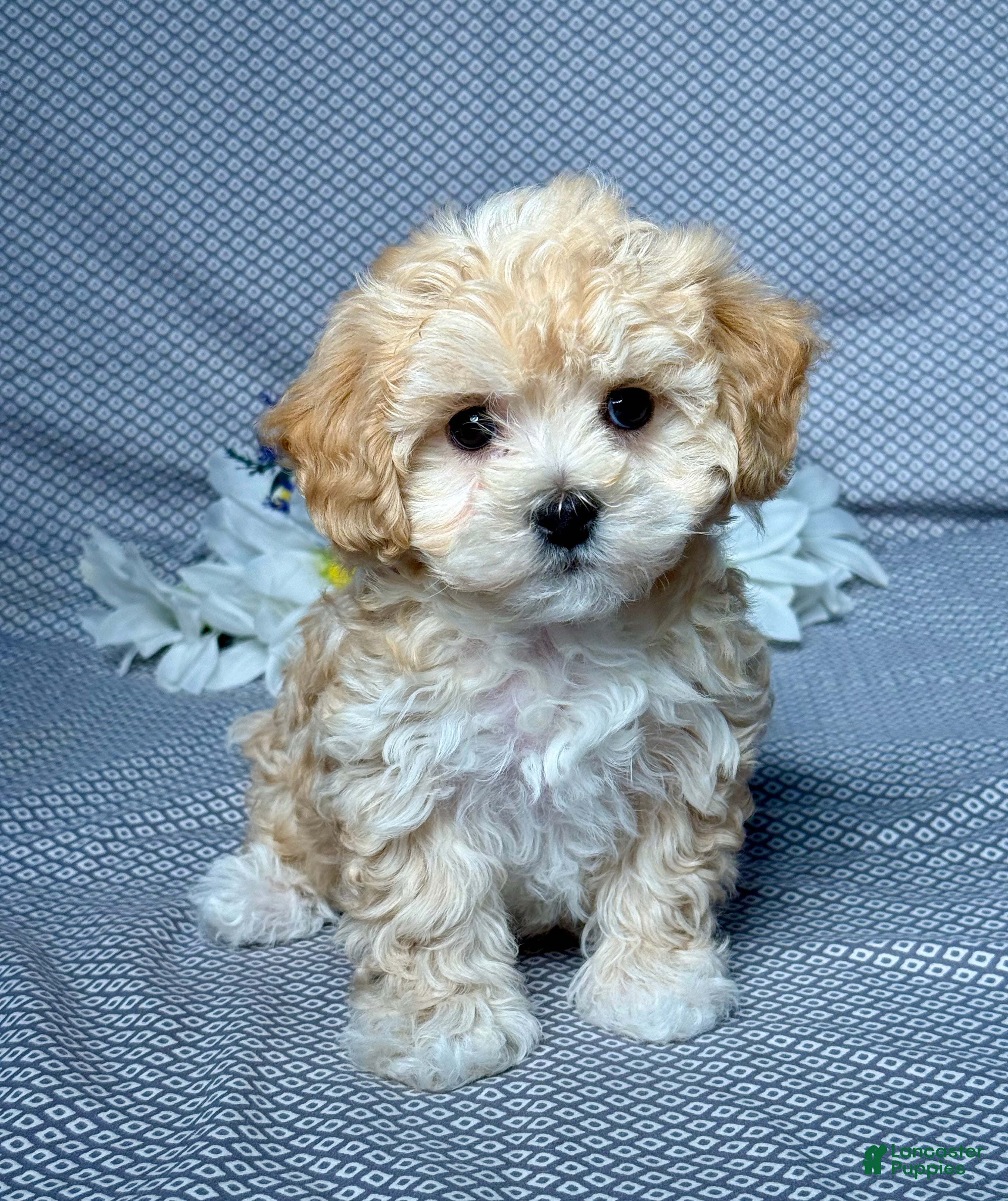 Maltipoo dogs Dylan - Ad 1