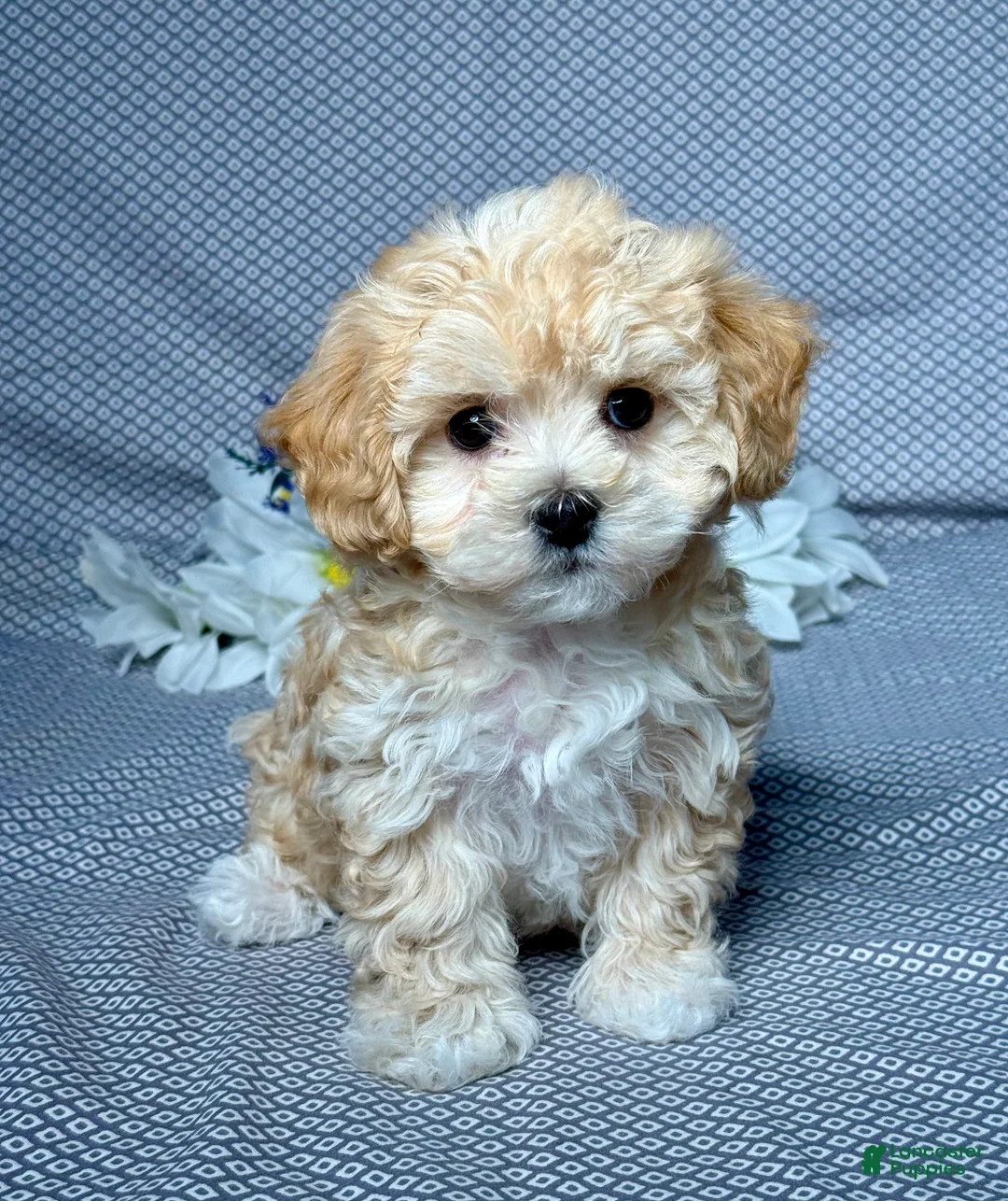 Maltipoo dogs for sale: Dylan - Ad 1