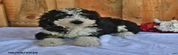Bernedoodle dogs for sale: Oscar - Ad 5